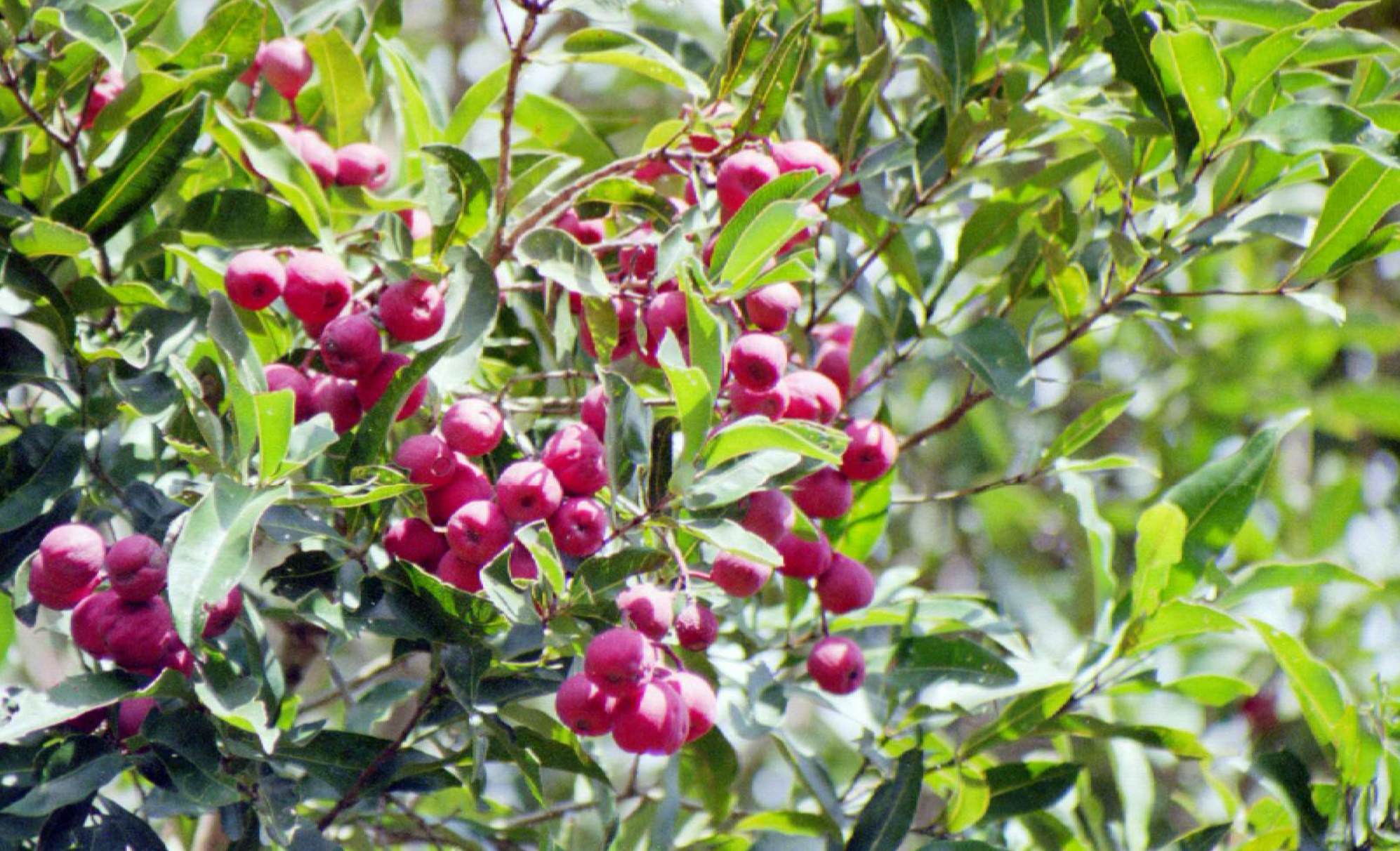 Lilly Pilly Page 2 Mountain View Nursery