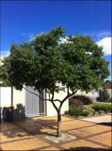 Load image into Gallery viewer, Sapium sebiferum Chinese Tallow