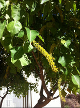 Load image into Gallery viewer, Sapium sebiferum Chinese Tallow