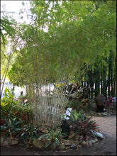 Load image into Gallery viewer, Nepalese Blue Bamboo