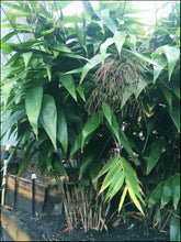 Load image into Gallery viewer, Thysanolaena maxima Tiger Grass