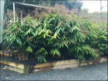 Load image into Gallery viewer, Thysanolaena maxima Tiger Grass