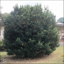 Load image into Gallery viewer, Viburnum odoratissimum