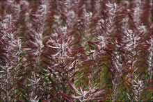 Load image into Gallery viewer, Leucadendron galpinii Purple Haze