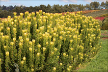 Load image into Gallery viewer, Leucadendron Safari Gold Strike