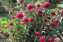 Load image into Gallery viewer, Telopea 'Corroboree' Waratah