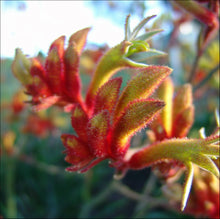 Load image into Gallery viewer, Anigozanthos hybrid Amber Velvet PBR