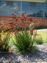 Load image into Gallery viewer, Anigozanthos hybrid Regal Velvet PBR