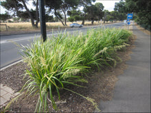 Load image into Gallery viewer, Lomandra hystrix (LHBYF) PBR KATIE BELLES tm