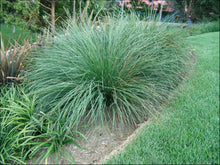 Load image into Gallery viewer, Lomandra longifolia PBR Nyalla rtm