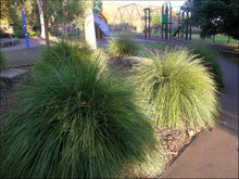 Load image into Gallery viewer, Lomandra longifolia Tamika