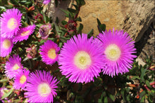 Load image into Gallery viewer, Carpobrotus glaucescens Aussie Rambler
