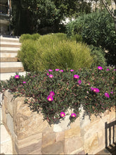 Load image into Gallery viewer, Carpobrotus glaucescens Aussie Rambler