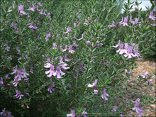 Load image into Gallery viewer, Westringia (WES03) PBR BLUE GEM tm