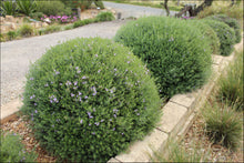 Load image into Gallery viewer, Westringia (WES03) PBR BLUE GEM tm