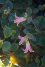Load image into Gallery viewer, Correa alba PBR Coastal Pink tm