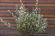 Load image into Gallery viewer, Correa alba PBR Coastal Pink tm