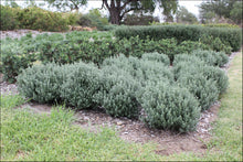 Load image into Gallery viewer, Westringia fruticosa PBR Grey Box tm