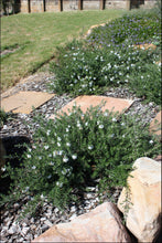 Load image into Gallery viewer, Westringia fruticosa PBR Mundi tm