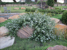 Load image into Gallery viewer, Westringia fruticosa PBR Mundi tm