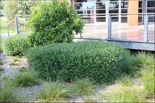 Load image into Gallery viewer, Westringia (WES01) PBR NARINGA tm