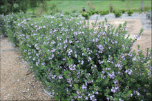 Load image into Gallery viewer, Westringia (WES01) PBR NARINGA tm