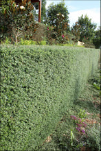 Load image into Gallery viewer, Westringia (WES01) PBR NARINGA tm