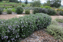 Load image into Gallery viewer, Westringia Aussie Box