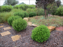 Load image into Gallery viewer, Westringia Aussie Box