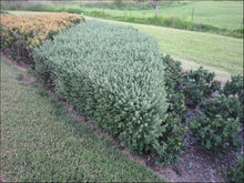 Load image into Gallery viewer, Westringia Aussie Box