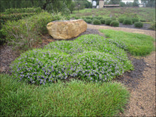 Load image into Gallery viewer, Scaevola humilis (PFS100) PBR PURPLE FUSION tm