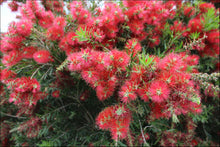 Load image into Gallery viewer, Callistemon viminalis Slim