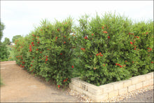 Load image into Gallery viewer, Callistemon viminalis Slim