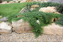 Load image into Gallery viewer, Myoporum parvifolium Yareena