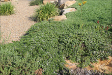 Load image into Gallery viewer, Myoporum parvifolium Yareena