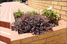 Load image into Gallery viewer, Loropetalum chinense (PEACK) PBR Purple Pixie tm