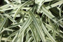 Load image into Gallery viewer, Liriope muscari Silverlawn