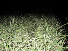 Load image into Gallery viewer, Liriope muscari Silverlawn