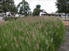 Load image into Gallery viewer, Pennisetum alopecuroides (PA300) PBR NAFRAY rtm