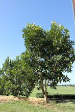 Load image into Gallery viewer, Tristaniopsis laurina (DOW10) PBR LUSCIOUS rtm