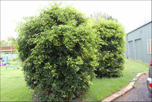 Load image into Gallery viewer, Acmena smithii (DOW30) PBR SUBLIME tm