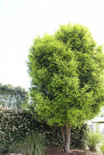 Load image into Gallery viewer, Acmena smithii (DOW30) PBR SUBLIME tm