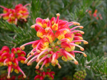 Load image into Gallery viewer, Grevillea Fireworks
