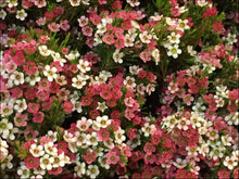 Load image into Gallery viewer, Chamelaucium My Sweet Sixteen