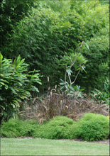 Load image into Gallery viewer, Pogonatherum paniceum Baby Panda Grass