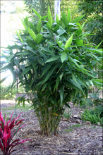 Load image into Gallery viewer, Thysanolaena maxima Tiger Grass