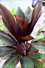 Load image into Gallery viewer, Cordyline fruticosa Rubra