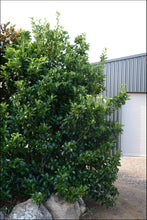 Load image into Gallery viewer, Viburnum odoratissimum