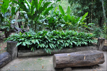 Load image into Gallery viewer, Alpinia nutans Dwarf Cardomom/Cardamom Leaf