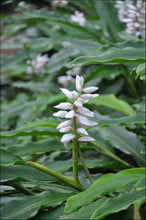 Load image into Gallery viewer, Alpinia nutans Dwarf Cardomom/Cardamom Leaf